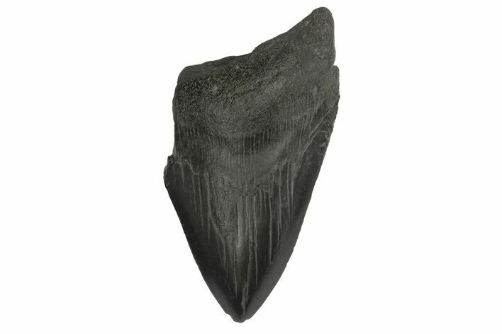 Bargain, Fossil Megalodon Tooth - South Carolina #172168